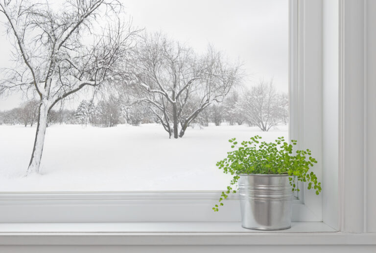 Snowy winter window with frozen tree outside and green plant sitting on window sill | roloxhomeservicellc